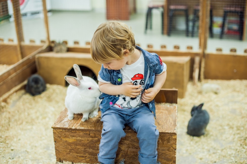 little boy with rabbit on farm