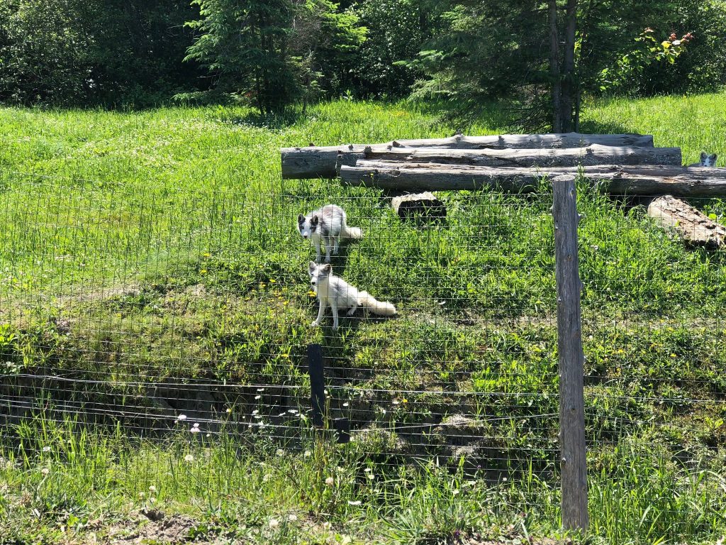 parc omega 3