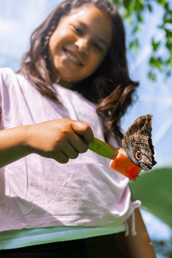 BFLY QUÉBEC papillon bâton