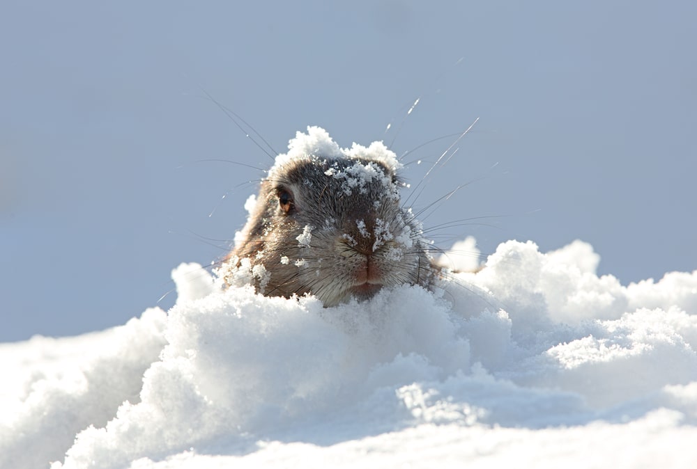 marmotte neige